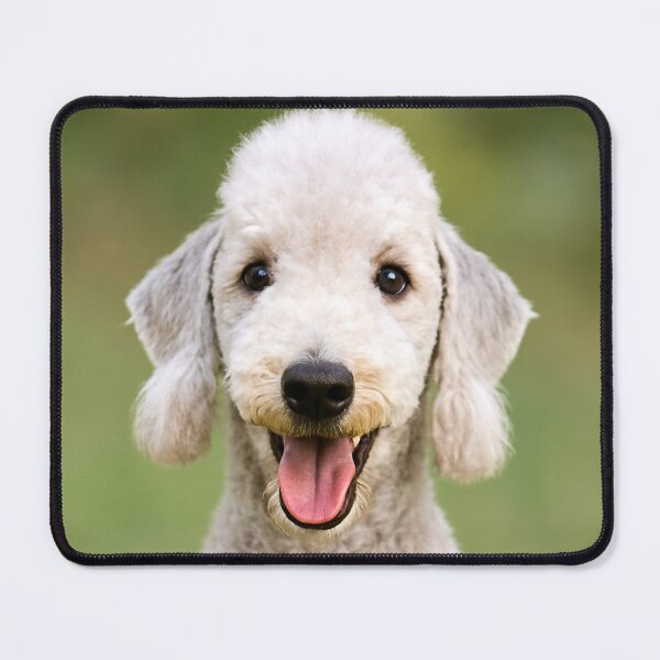 Artikelvorschau, Bedlington Terrier Hund entworfen und verkauft von BackgroundND.