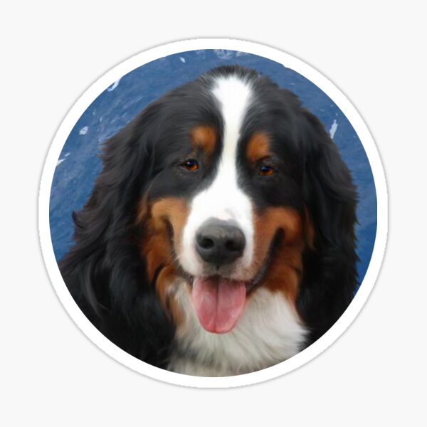 Bernese Mountain Dog with Mt of the Holy Cross Sticker