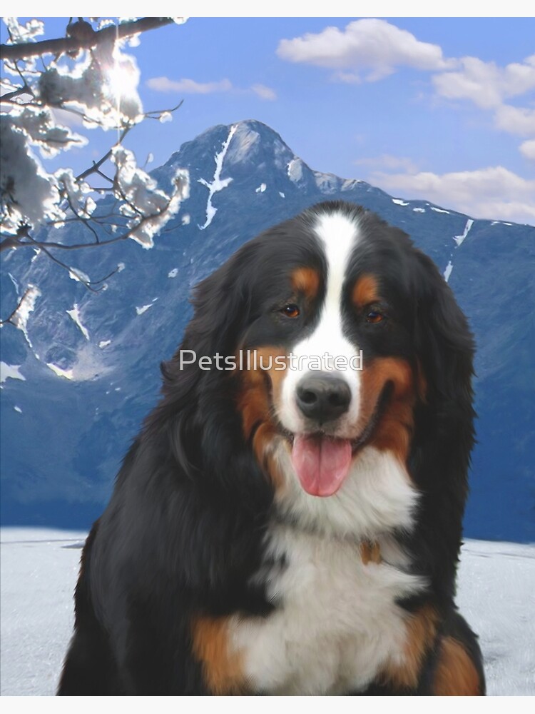 mt bernese