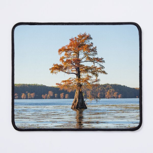 Item preview, Single Bald Cypress with Reflection designed and sold by ldsouza101.