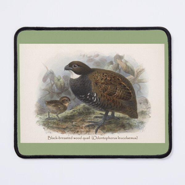 Item preview, Frederick DuCane Godman: Black-Breasted Wood Quail designed and sold by Tridentulus.