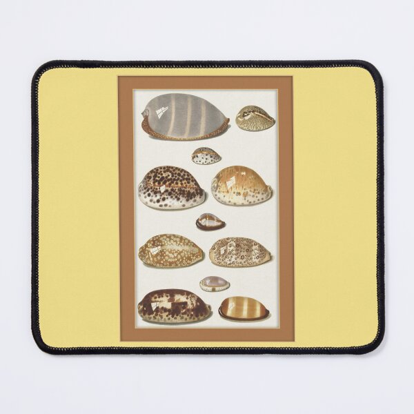 Item preview, Johann Gustav Hoch: Cowrie Shells designed and sold by Tridentulus.
