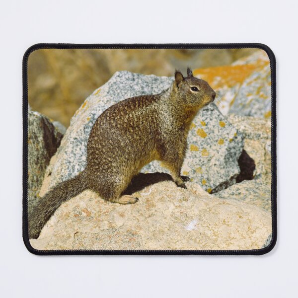 Item preview, Squirel designed and sold by Angel35.