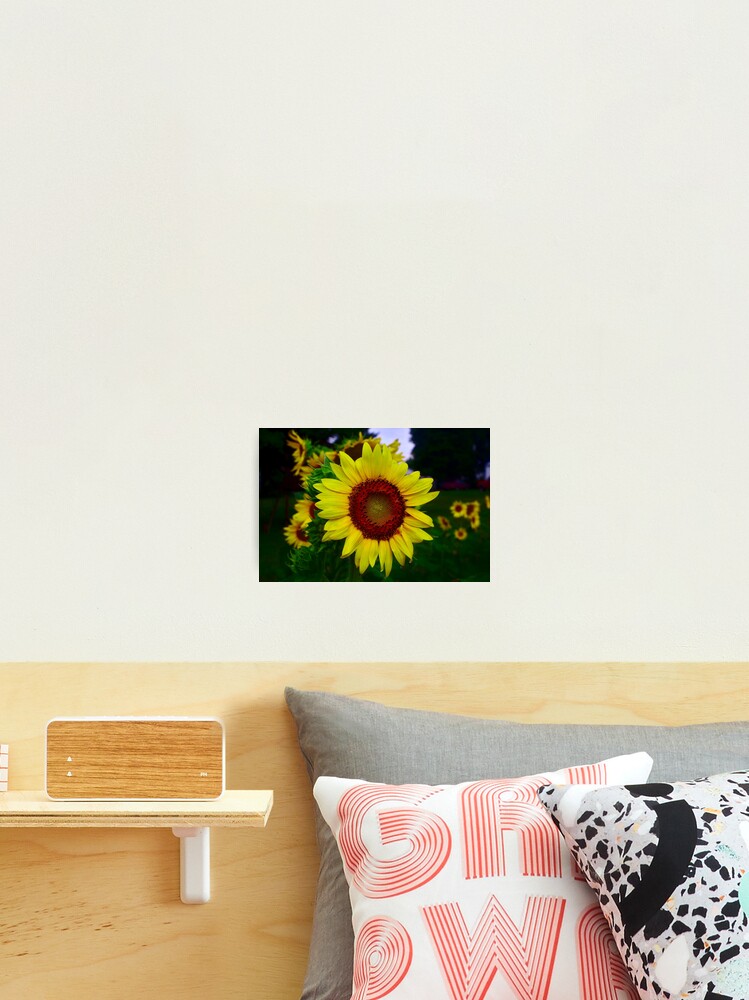 Thumbnail 1 of 3, Photographic Print, Sunflower after a summer rain designed and sold by Brad Chambers.
