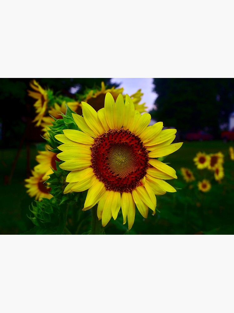 Thumbnail 3 of 3, Photographic Print, Sunflower after a summer rain designed and sold by Brad Chambers.