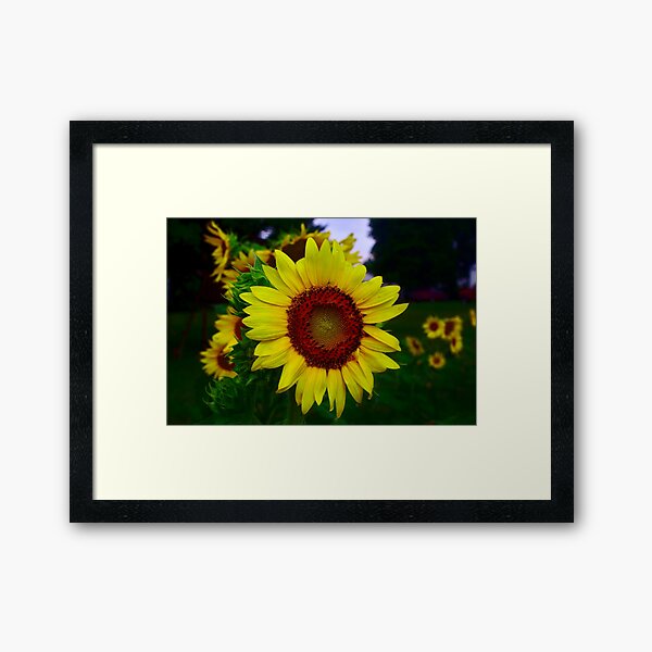 Sunflower after a summer rain Framed Art Print