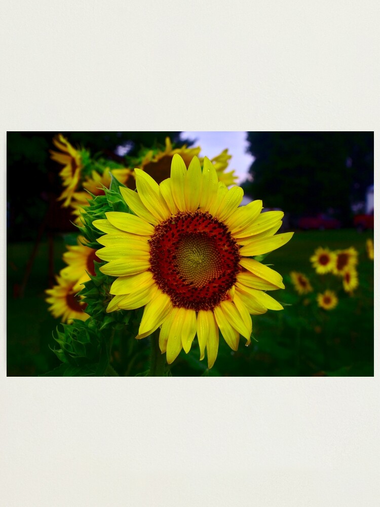 Thumbnail 2 of 3, Photographic Print, Sunflower after a summer rain designed and sold by Brad Chambers.
