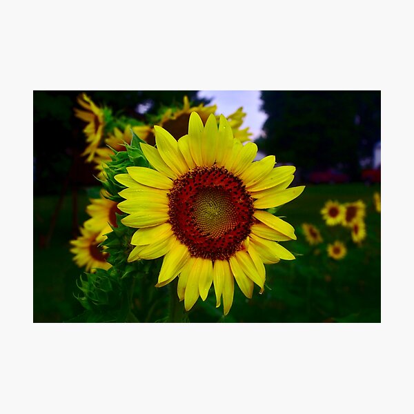 Photographic Print