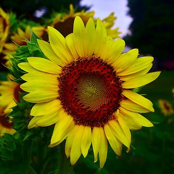 Artwork thumbnail, Sunflower after a summer rain by bchambers1