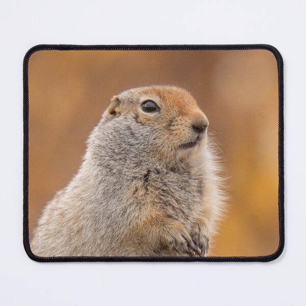 Item preview, Ground squirrel in fall designed and sold by GivernyKate.