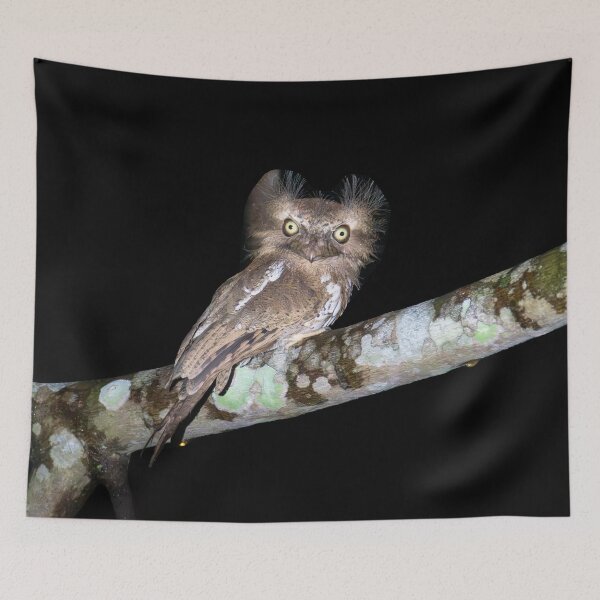 Item preview, Palawan Frogmouth designed and sold by GivernyKate.