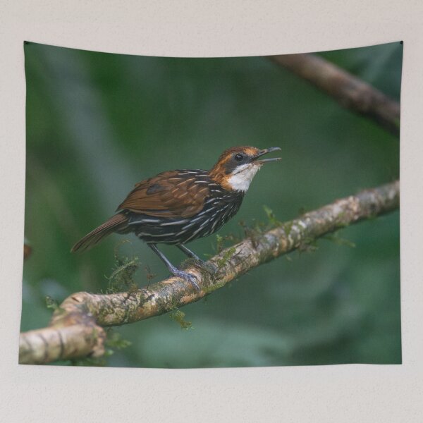 Item preview, Falcated Wren-Babble designed and sold by GivernyKate.