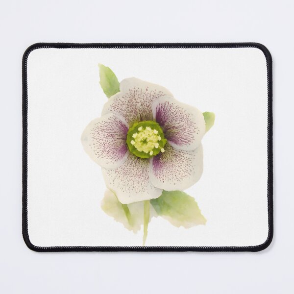 Item preview, Helleborus orientalis (Lenten Rose) designed and sold by HOMETOWN86.