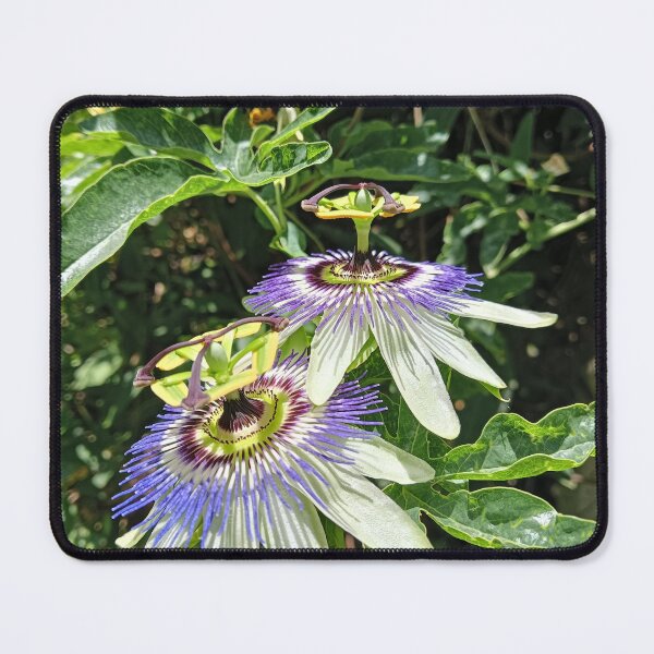 Item preview, Passionflower K2025 designed and sold by kaleidimo.