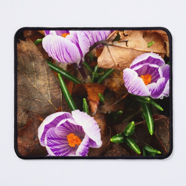 Item preview, Crocuses in Baltimore  designed and sold by Savage Arts.