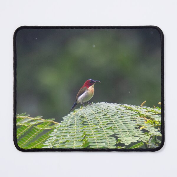 Item preview, Lovely sunbird in the rain designed and sold by GivernyKate.