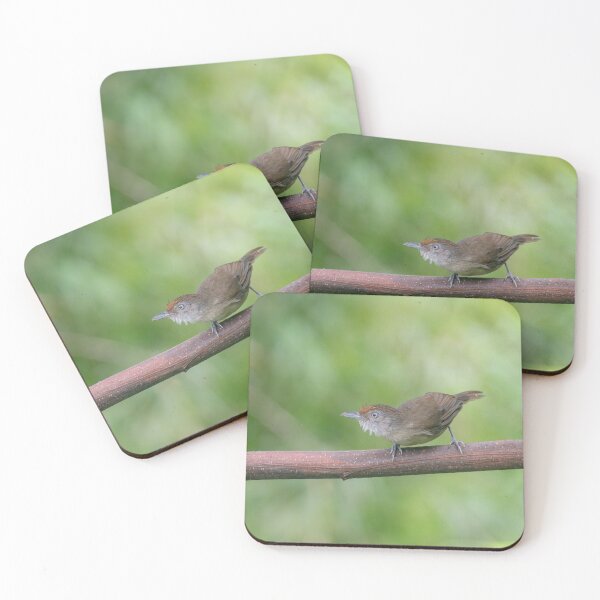 Item preview, Melodious Babbler designed and sold by GivernyKate.