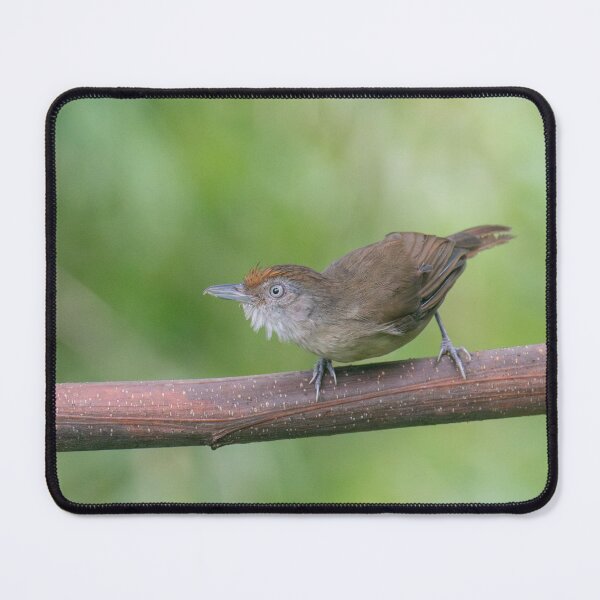 Item preview, Melodious Babbler designed and sold by GivernyKate.