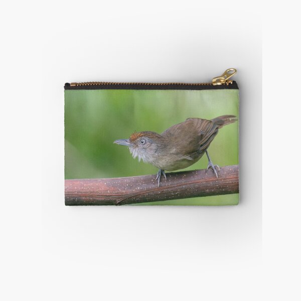 Item preview, Melodious Babbler designed and sold by GivernyKate.