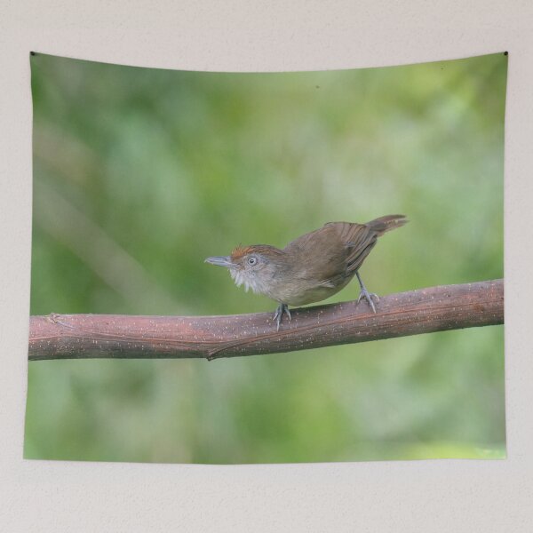 Item preview, Melodious Babbler designed and sold by GivernyKate.