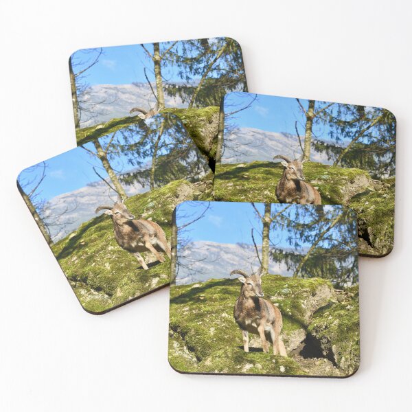 Item preview, Young ibex in the Swiss Alps – Majesty of the Mountains / Swiss Artwork Photography designed and sold by Raphael Wolf.