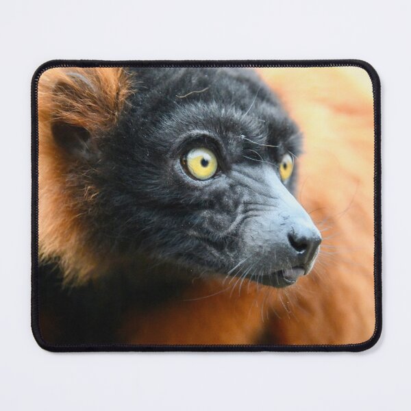 Item preview, Lemur in the rainforest – Focused gaze / Swiss Artwork Photography designed and sold by Raphael Wolf.