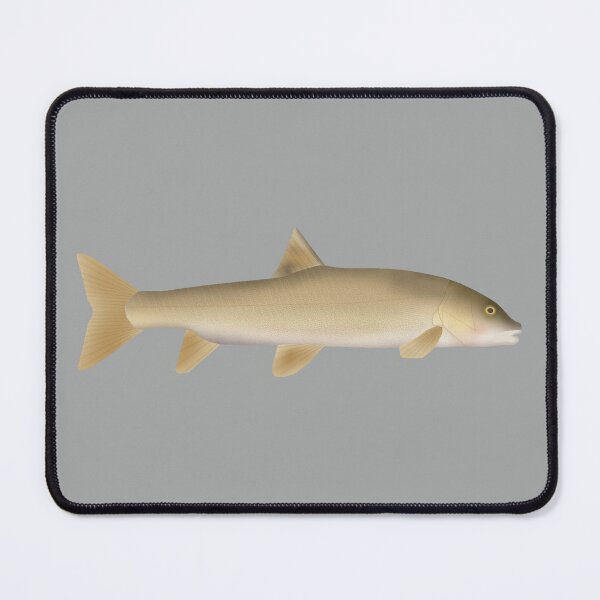 Item preview, Common Snowtrout designed and sold by fishfolkart.