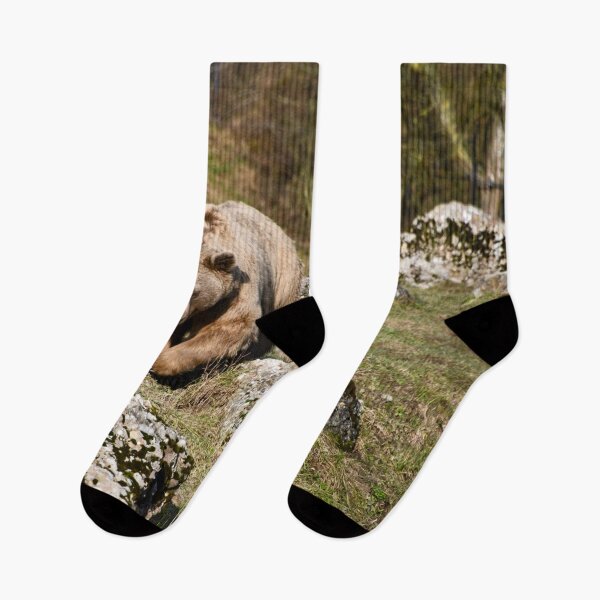 Item preview, Brown bear in the wild – Leisurely path through rocks / Swiss Artwork Photography designed and sold by Raphael Wolf.