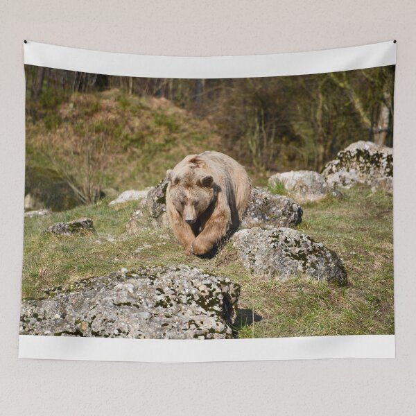 Item preview, Brown bear in the wild – Leisurely path through rocks / Swiss Artwork Photography designed and sold by Raphael Wolf.