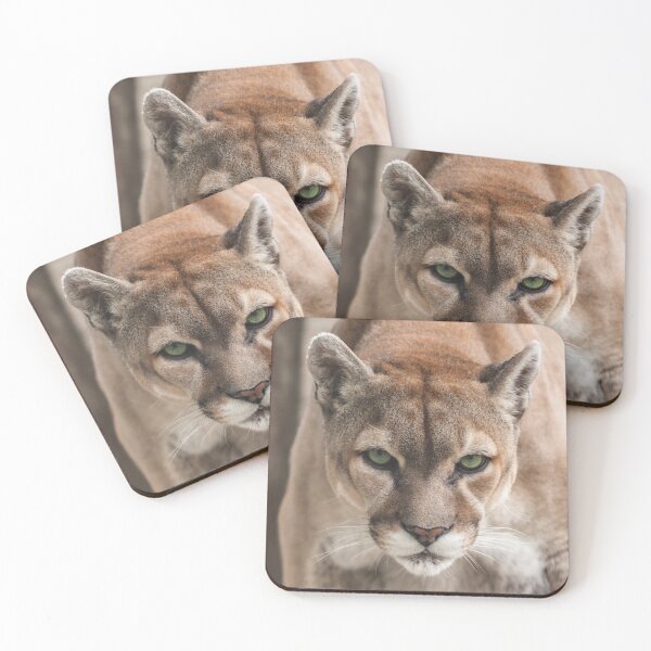Item preview, Cougar designed and sold by Alison Meyer Photography.