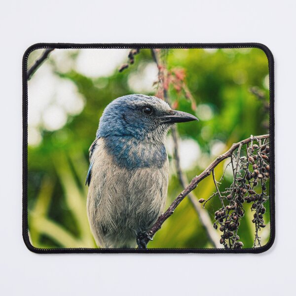 Item preview, Scrub Jay designed and sold by PyrePhotos.