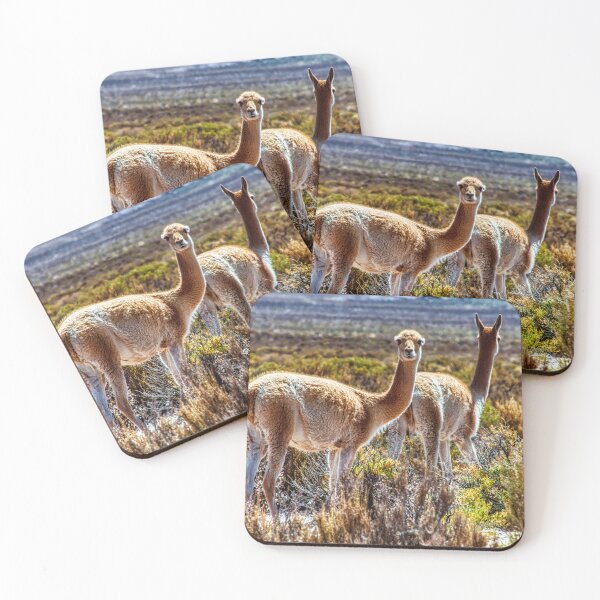 Item preview, Portrait of Two Vicuñas - Wild Wildlife of the Argentine Andes Highlands designed and sold by Keltoi-art.