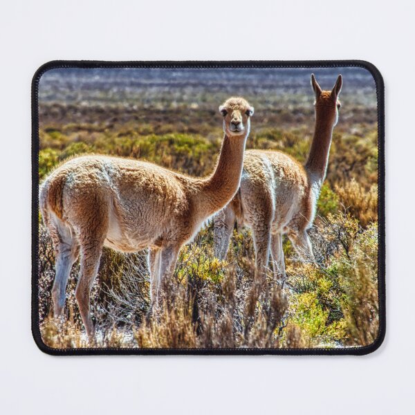 Item preview, Portrait of Two Vicuñas - Wild Wildlife of the Argentine Andes Highlands designed and sold by Keltoi-art.