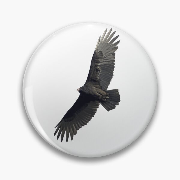 Item preview, Isolated Turkey Vulture 10-16-24-3 designed and sold by Thomasyoung.