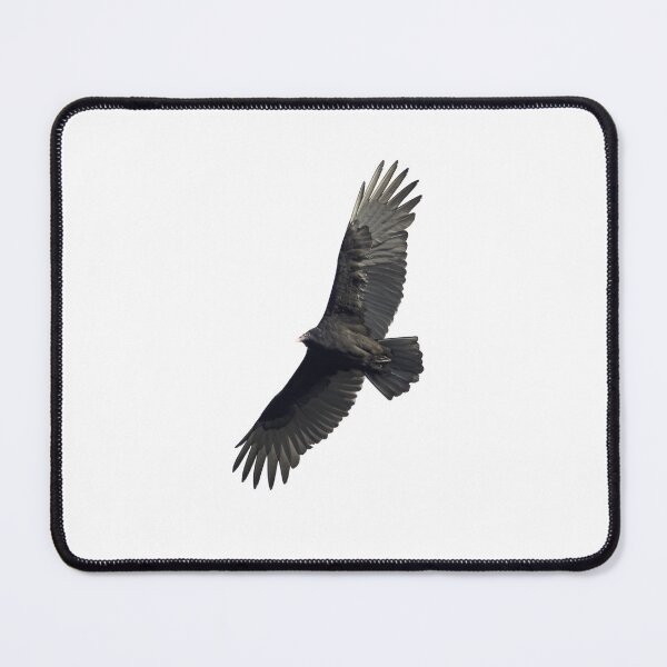 Item preview, Isolated Turkey Vulture 10-16-24-3 designed and sold by Thomasyoung.