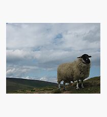Peak Sheep Photographic Print