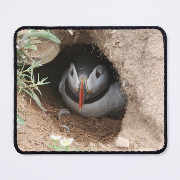 Item preview, Puffin in burrow designed and sold by Neil Evans.