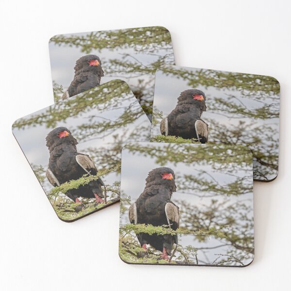 Item preview, Bateleur eagle on acacia branch Etosha Namibia designed and sold by DavideAntoniani.