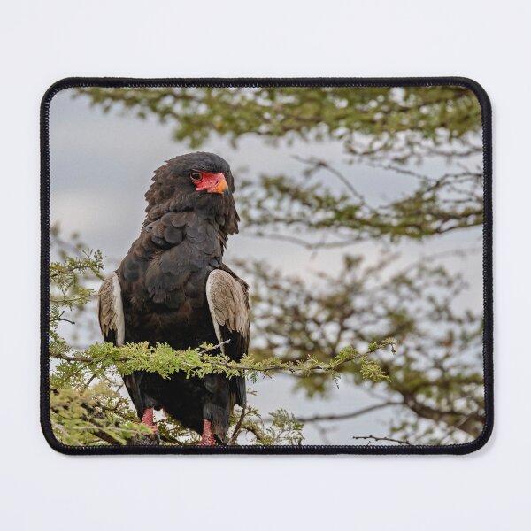 Item preview, Bateleur eagle on acacia branch Etosha Namibia designed and sold by DavideAntoniani.
