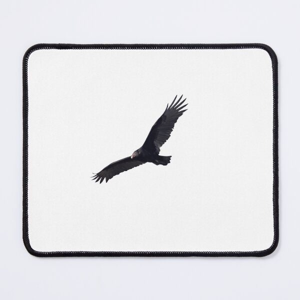 Item preview, Isolated Turkey Vulture 10-16-24-5 designed and sold by Thomasyoung.