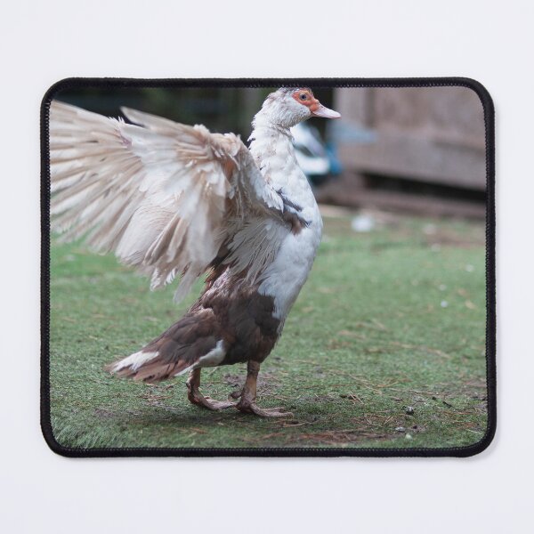 Item preview, Flapping Muscovy Duck  designed and sold by Hallswood.