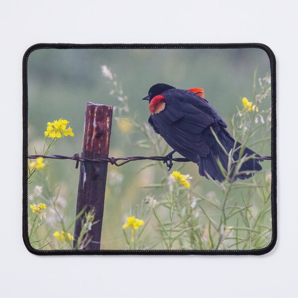 Item preview, Red Winged Blackbird on the Fence designed and sold by CarolM.