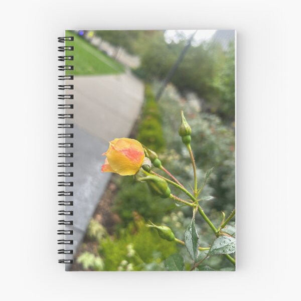 Item preview, Yellow rose bud designed and sold by vasi imagery.