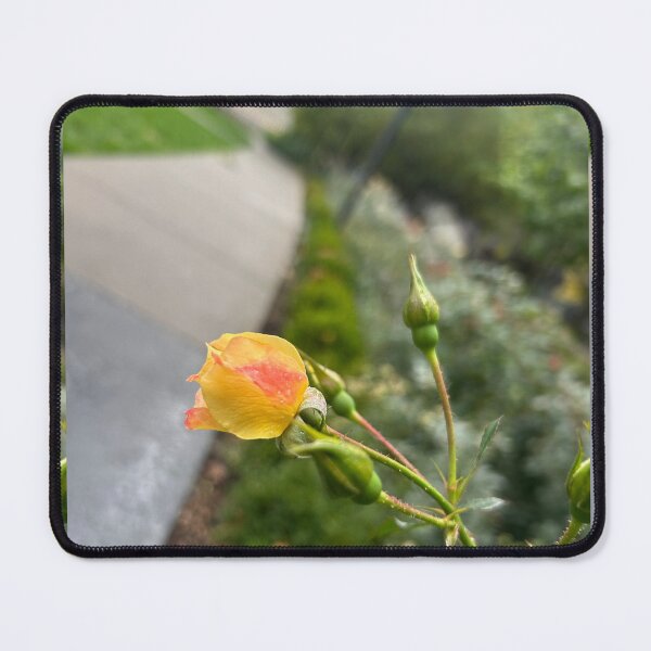 Item preview, Yellow rose bud designed and sold by vasi imagery.