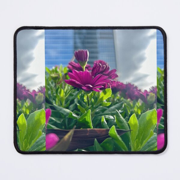 Item preview, Mums stand tall in Chicago skyrise shadows designed and sold by vasi imagery.