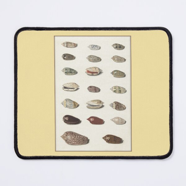 Item preview, Conchology Print: Twenty Assorted Shells designed and sold by Tridentulus.