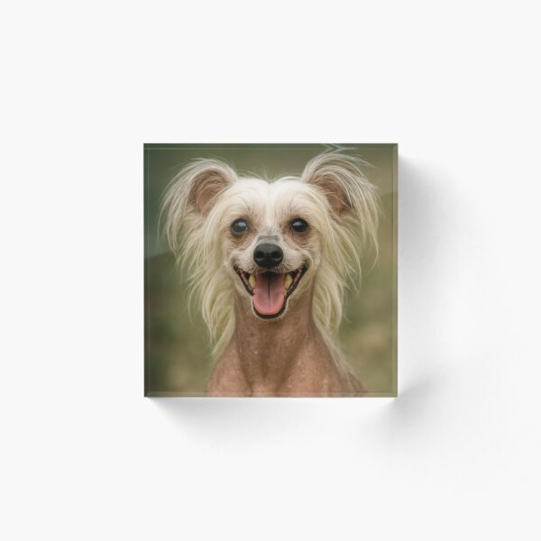 Item preview, Perro Crestado Chino designed and sold by BackgroundND.
