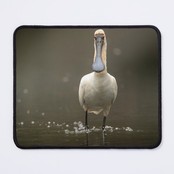Item preview, Royal Spoonbill Bird designed and sold by robdwildlife.