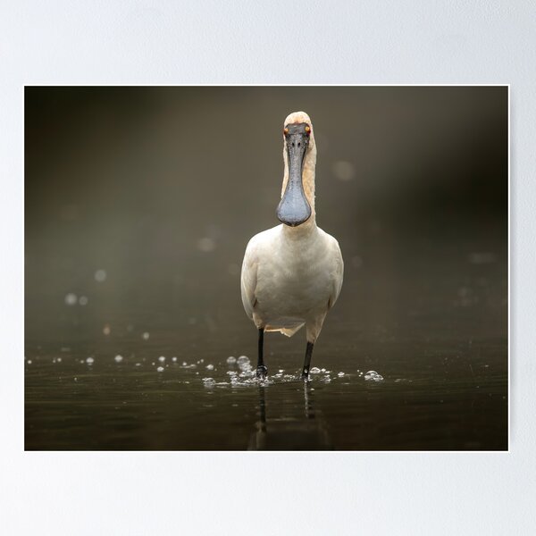 Item preview, Royal Spoonbill Bird designed and sold by robdwildlife.
