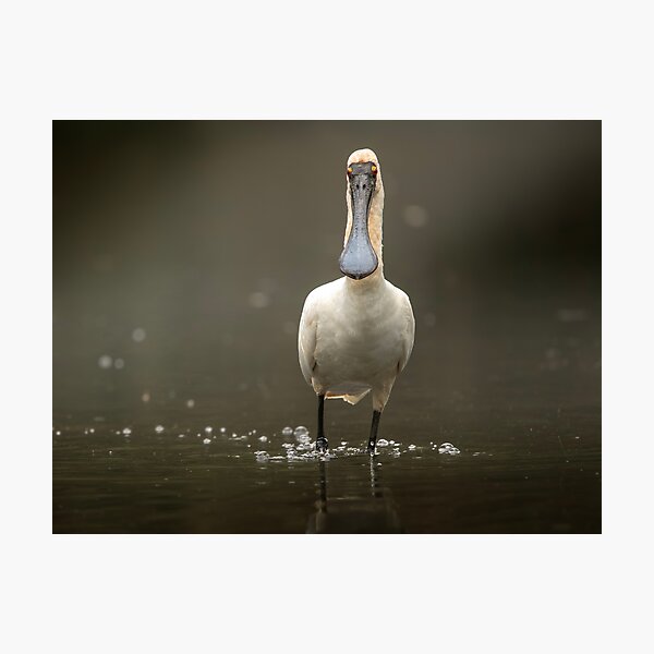 Item preview, Royal Spoonbill Bird designed and sold by robdwildlife.